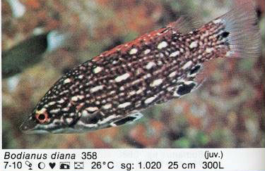 Bodianus diana